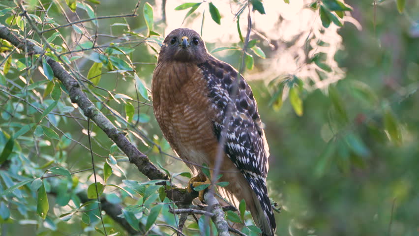 Red-shouldered hawk perched high on a tree branch in a lush summer forest, scanning the ground below for potential prey