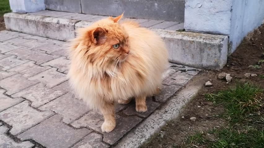 A serious fluffy red cat looks with apprehension. Pet with long hair. Big green angry eyes. An animal is hunting or shocked by the street. No mood. Dissatisfied with happening. Frozen in place. Humor.
