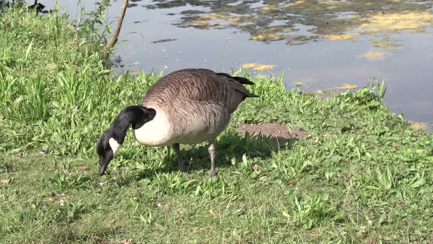 Canada goose grazing on the grassy shore of a pond