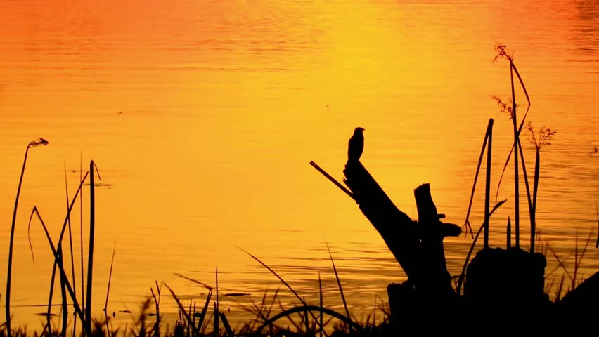 Silhouette of a broken tree at sunset over wetlands