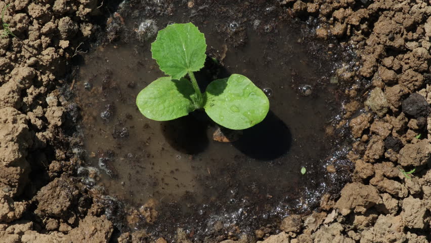 Irrigation water is absorbed by the soil after watering green seedling top view close up
