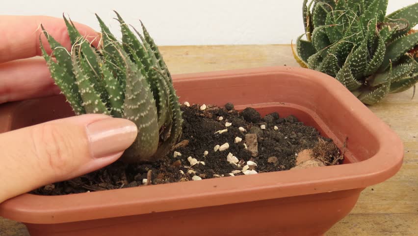 Video closeup of woman hands planting aloe aristata plants in a brown plastic pot over rustic wooden surface. Woman hands planting lace aloe plants. Gardening concept.