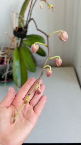 review of a branch with orchid buds