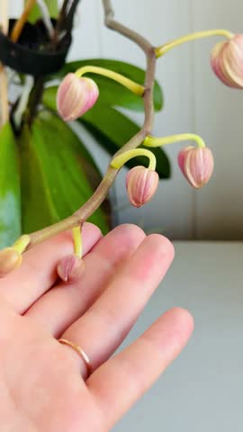 review of a branch with orchid buds