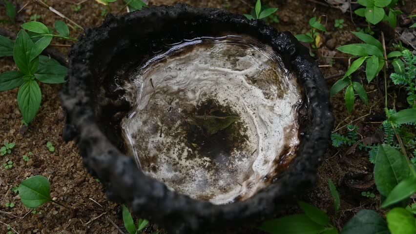 In slow motion, a close up video shows a rubber collecting bowl filled with rainwater and mosquito larvae breeding on it. This bowl is on the ground of a rubber plantation.