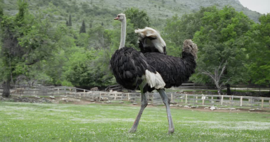 An ostrich strides across a dirt pen surrounded by fencing and trees. It moves swiftly, wings slightly lifted.