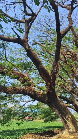 Peaceful view from beneath a tree overlooking a lake covered with water hyacinths, under a blue sky with drifting clouds. Ideal for tropical nature, wetlands, and calm environmental scenes