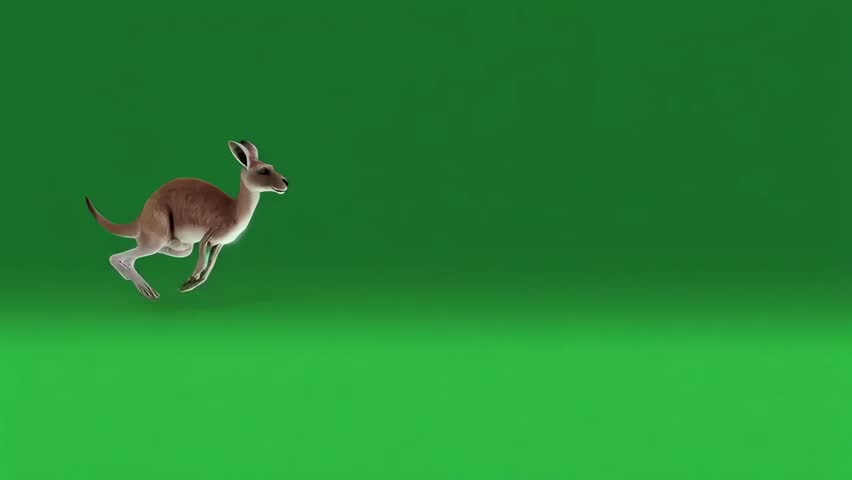 3D Kangaroo slow motion running on the Green Screen side view Rendering Animation, Macropods or Macropus running on chroma key, Kangaroos are marsupials from the family Macropodidae