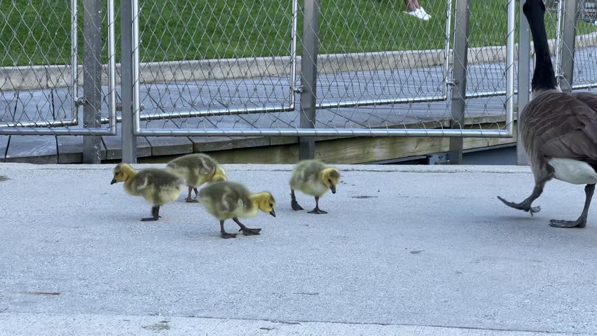 9-second video showing fluffy Canada goose goslings exploring, followed by adult geese joining them. A peaceful wildlife scene symbolizing parenting, family, and protection.
