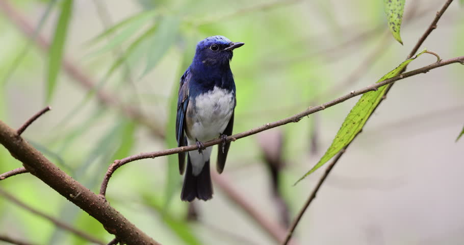 Beautiful blue color bird known as Rufous Vented Flycatcher perched on a tree branch at nature habits in Sabah, Borneo
