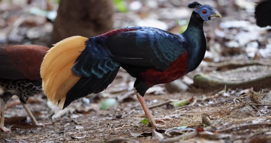 A magnificent Bornean Crested Fireback, scientifically known as Lophura ignita, stands proud in the dappled sunlight of the Bornean rainforest