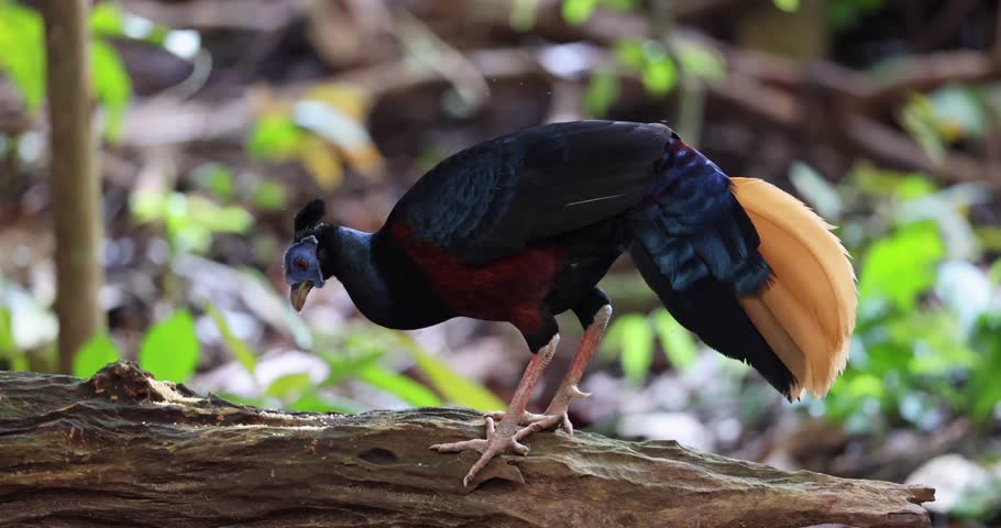 A magnificent Bornean Crested Fireback, scientifically known as Lophura ignita, stands proud in the dappled sunlight of the Bornean rainforest