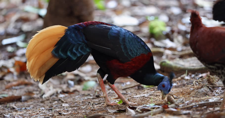 A magnificent Bornean Crested Fireback, scientifically known as Lophura ignita, stands proud in the dappled sunlight of the Bornean rainforest