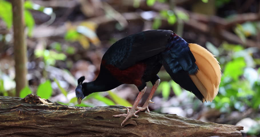 A magnificent Bornean Crested Fireback, scientifically known as Lophura ignita, stands proud in the dappled sunlight of the Bornean rainforest