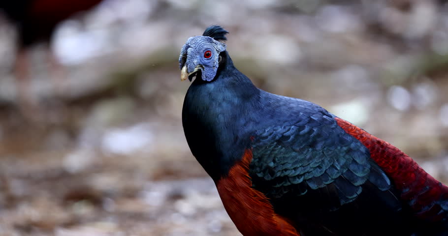 A magnificent Bornean Crested Fireback, scientifically known as Lophura ignita, stands proud in the dappled sunlight of the Bornean rainforest