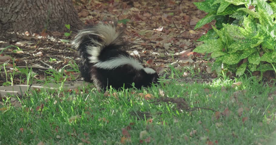 skunk foraging for food in a backyard lawn 