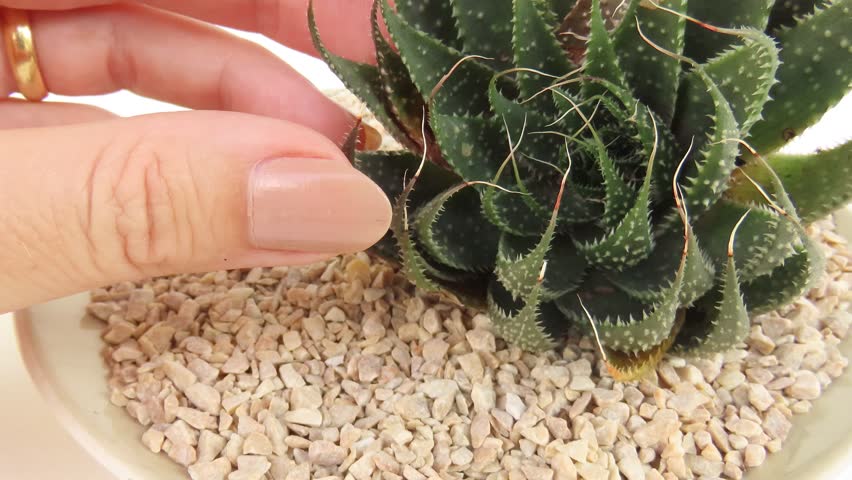 Video closeup of an aloe aristata plant (also known as lace aloe) white limestone gravel and woman hands putting some expanded clay balls beside it. Rustic wooden surface.