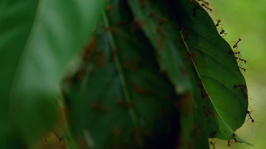 Weaver ants (Kerengga) or green ants make nests on tree leaves