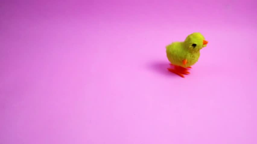 yellow chick toy walking by itself, isolated on pink background