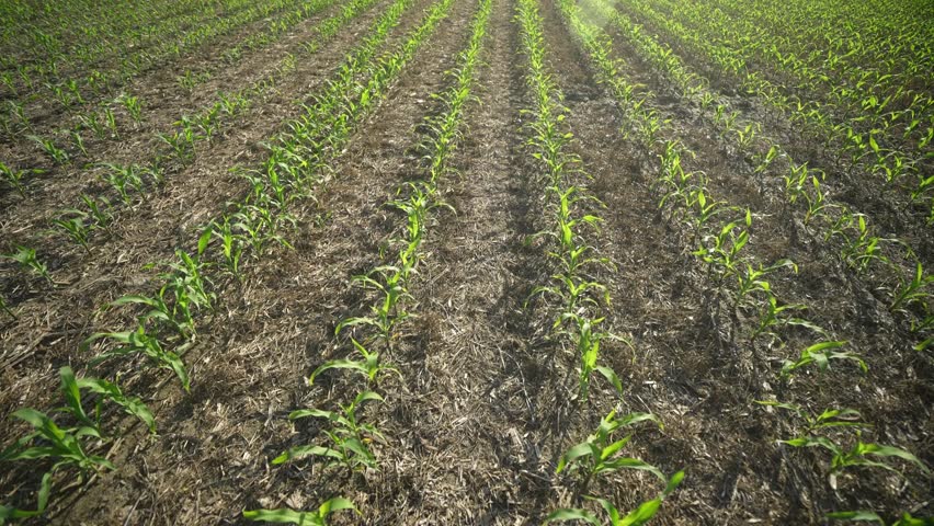 Corn growing in fertile soil. Young corn plants sprouting in field. Cultivated in spring. Seeds planted in rich ground. Plant growth in meadow. Farming corn on open land. Corn plants growing on farm.