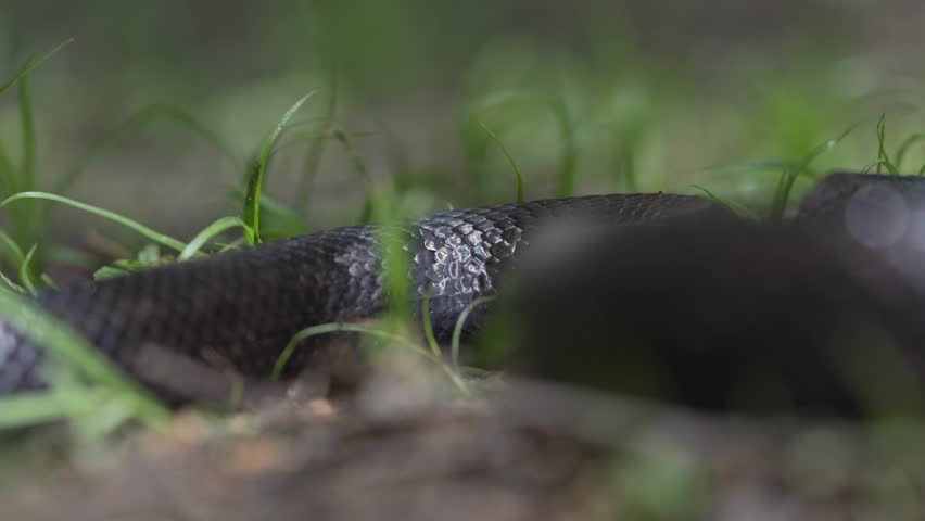 Snakes venom. Slithering snake close-up. Black snake crawling. Snakes in motion. Creeping reptile. Detail of snakeskin scales. Macro scaly snake skin. Snakes scale pattern. Black snake scales.