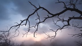 Creepy tree branches sway gently as fog drifts slowly through the forest. Twilight lighting adds a moody, eerie atmosphere. Ideal for Halloween or horror themes. - Powered by Shutterstock - Get 15% off with code: PIKWIZARD15