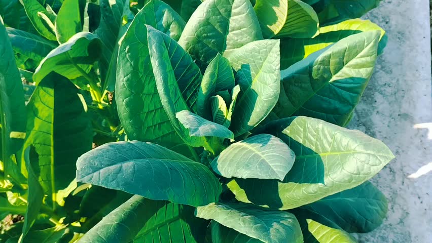 Soft selective focus. Fresh green tobacco leaves in tobacco field. Tobacco plantation with lush green leaves. 
