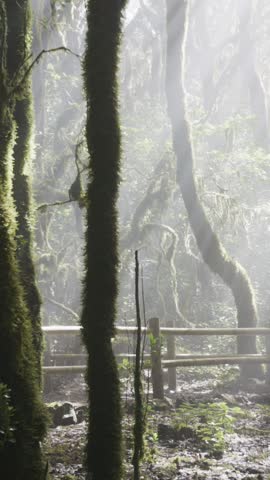 Experience an enchanting hike through Garajonay National Park, where thick mist envelops lush Laurisilva trees. Sunlight pierces the fog, creating a mesmerizing atmosphere for nature lovers.