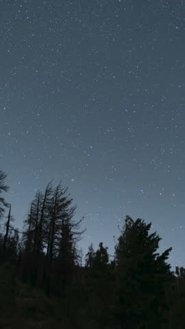 Vertical Shot Star Trails of Spinning Around Polaris North Star Over Forest in Northwest Sky Astrophotography Night Sky Time Lapse