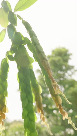 Close-Up of Long Green Seed Pods Hanging from Branches in Bright Outdoor Setting with Dense Greenery, Organic Plant Growth Concept.