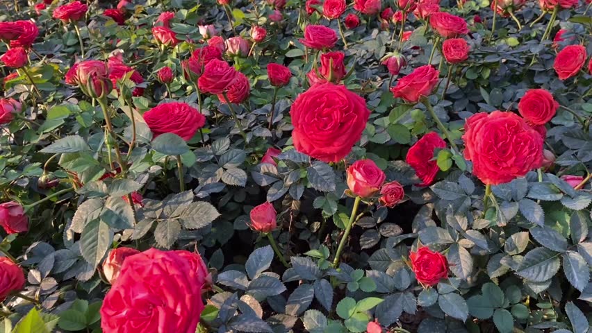 Pink roses in a field during daytime, featuring delicate petals and vibrant floral beauty.