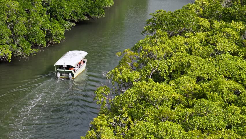 A boat navigates a river surrounded by mangroves