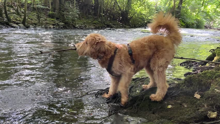 cute blond dog walking along the bank of the stream in the forest