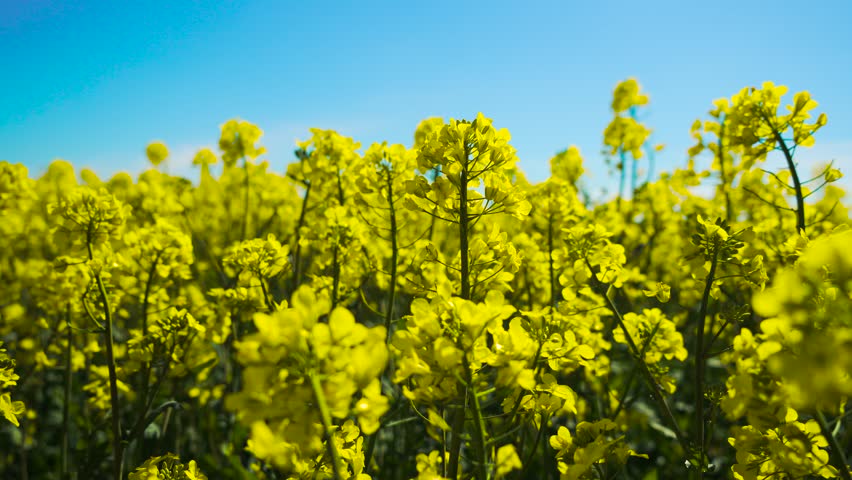 Yellow canola blooming in field under blue sky during agriculture work. Rapeseed flowering while expanding vibrant field growth. Golden crops shining in sunlight encouraging agriculture growth