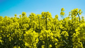 Yellow canola blooming in field under blue sky during agriculture work. Rapeseed flowering while expanding vibrant field growth. Golden crops shining in sunlight encouraging agriculture growth - Powered by Shutterstock - Get 15% off with code: PIKWIZARD15