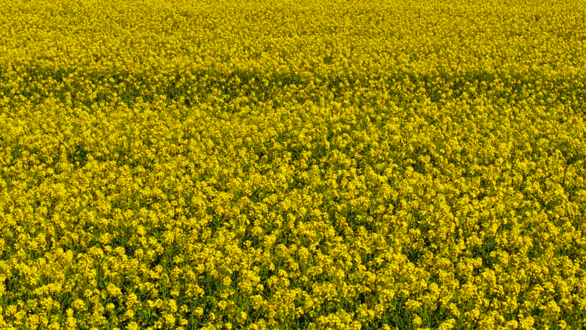 Yellow flowers of rape blooming fully on canola field during spring season. Golden rapeseed plants spreading densely across productive farmland. Bright blossoms forming vibrant layer under open sky
