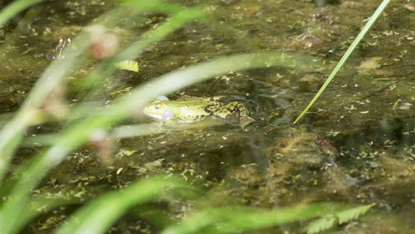 Frog croaking in algae pond. A green frog with vocal sacs inflated croaks in an algae-covered pond, partially hidden by grass. A natural moment of amphibian communication.