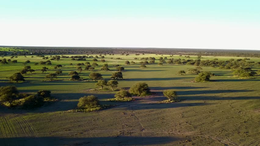 Vast Expanses Of Green Grass Dotted With Trees In Argentina. Aerial Drone Shot