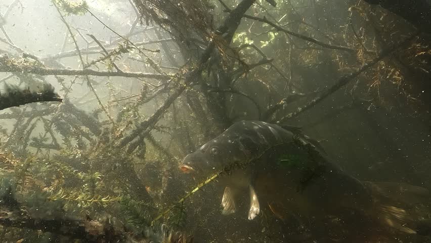 Mirror carp – Cyprinus carpio – with a visible scar hides among tangled submerged branches. Side view in a green freshwater environment.
