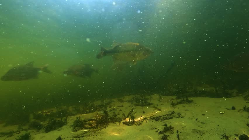 A largemouth bass (Micropterus salmoides) slowly turns in front of the camera in shallow freshwater. A bream briefly swims past. Check my portfolio for more black bass footage.