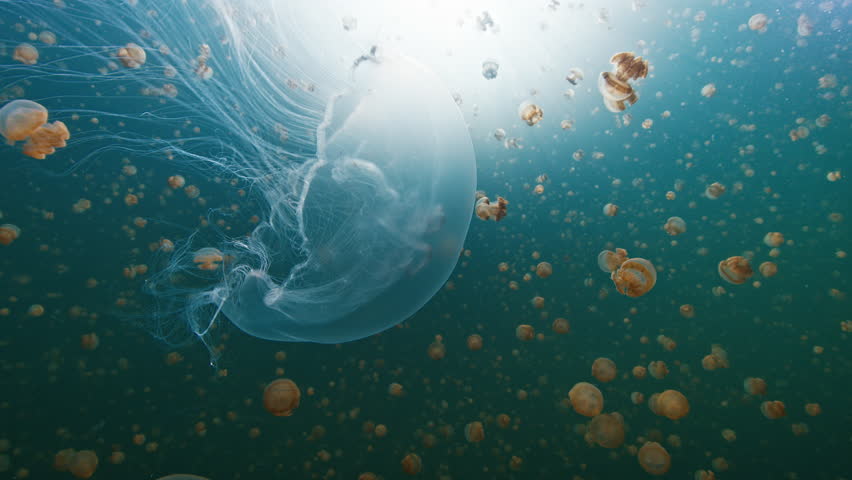 Lake full of jellyfish. Jellyfish swimming underwater in the lake. West Papua, Misool, Indonesia