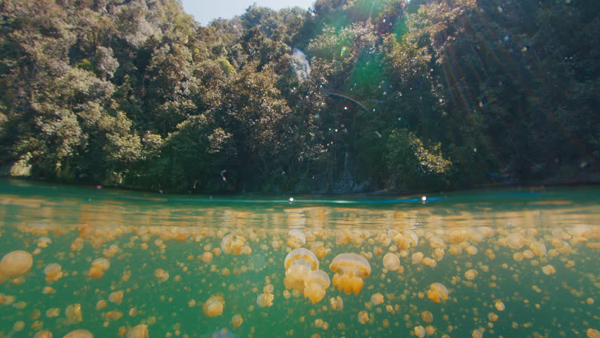 Lake with lots of jellyfish, splitted view of the lake with jellyfish