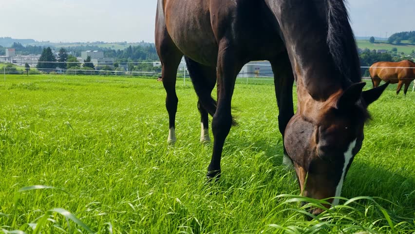 Close-up of a brown horse feeding on lush spring grass, wind in its mane, under bright sun near Bern, Switzerland. Peaceful moment in a quiet countryside landscape