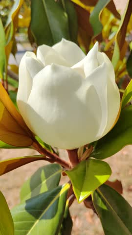 Vertical 9:16 close-up video of a fully bloomed white ficus flower gently swaying in the summer breeze, showcasing delicate petals and natural beauty in soft sunlight.