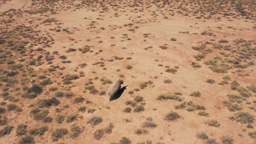 Drone video follows a lone rhino as it runs through the arid Namibian terrain
