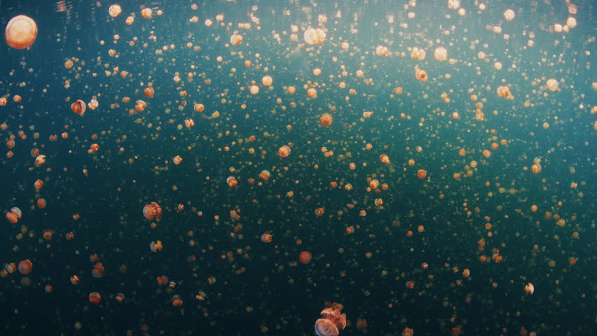 Lake full of jellyfish. Static footage of the jellyfish swimming underwater in the lake. West Papua, Misool, Indonesia