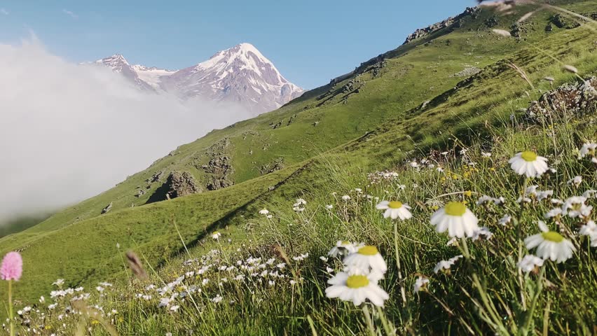 Wildflowers blooming on green slopes with view of Kazbek peak in Kazbegi, Georgia, scenic landscape of Caucasus mountains in summer morning.
