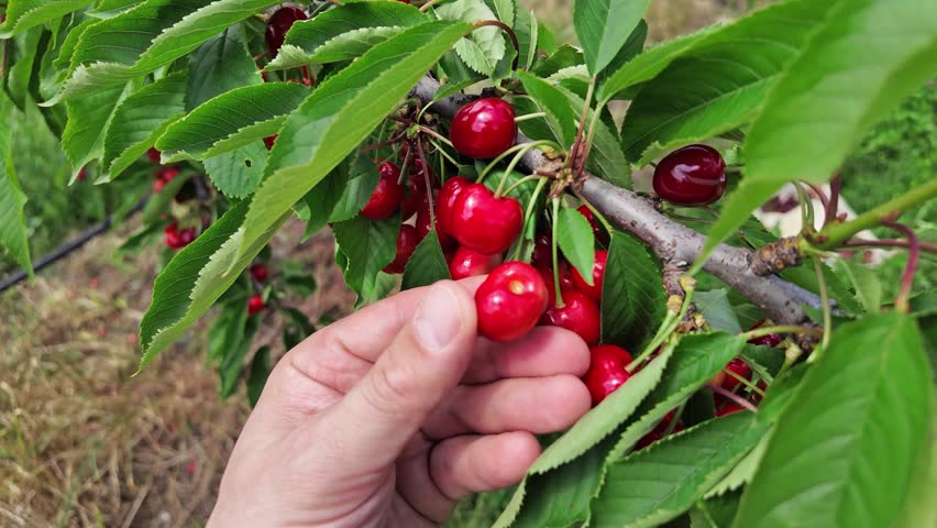 Farmer picking fresh red cherries on a farm.