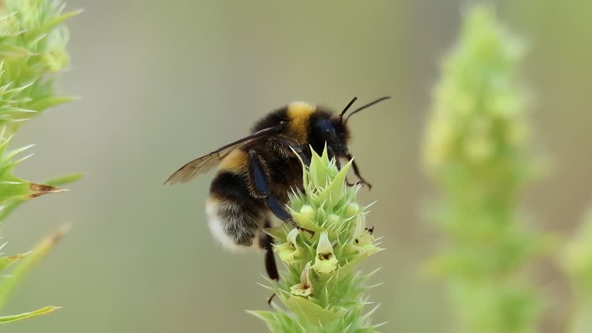 Bumblebee Bombus terrestris with clumsy and strange movements just after waking up in the morning, Sierra de Mariola Natural Park, Alcoy, Spain