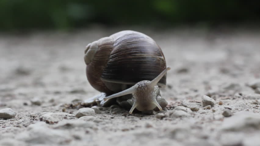 Macro close-up of a garden snail cautiously coming out of its protective spiral shell while stationary on the ground.